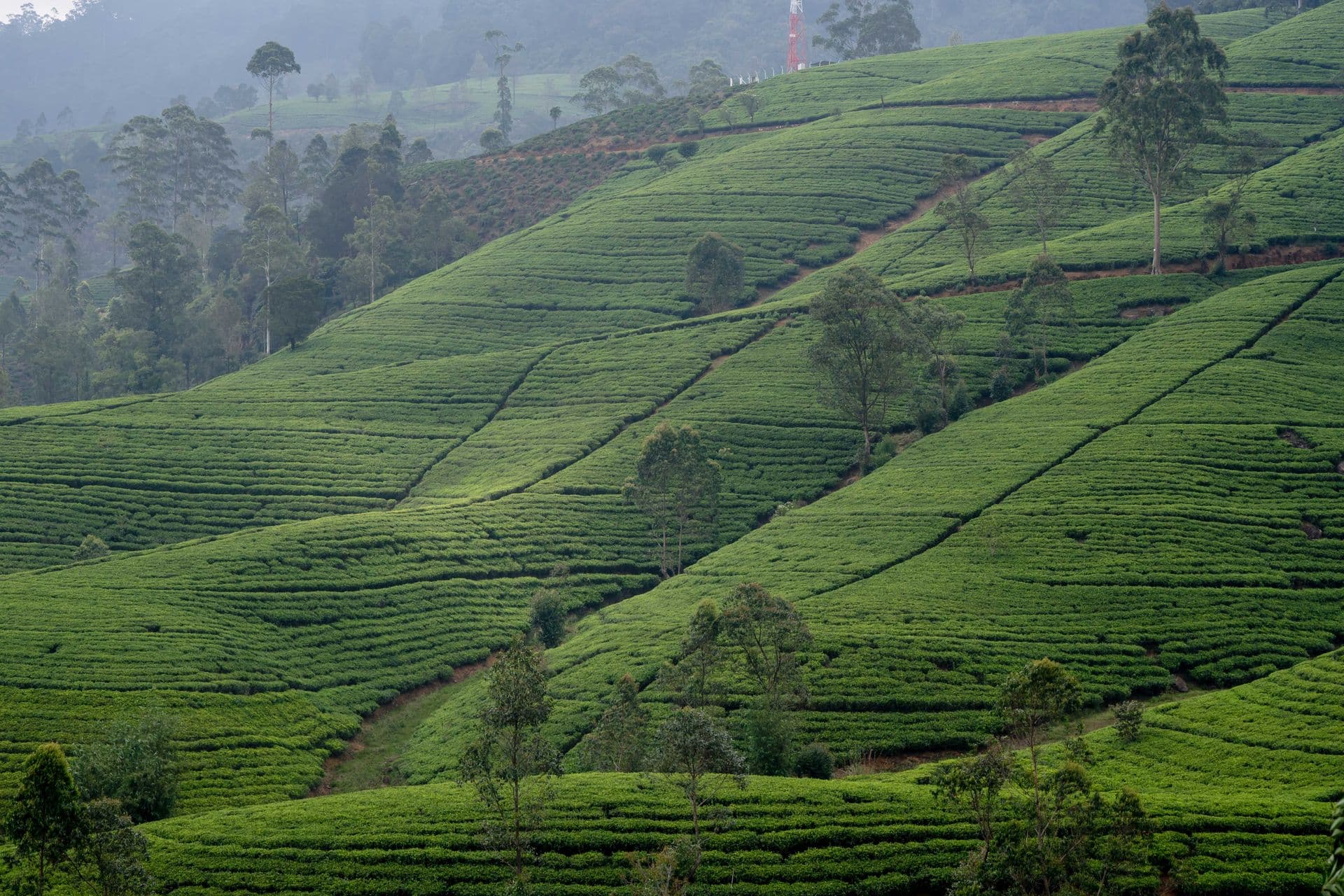 Nuwara Eliya - Tuk Tuk rental location